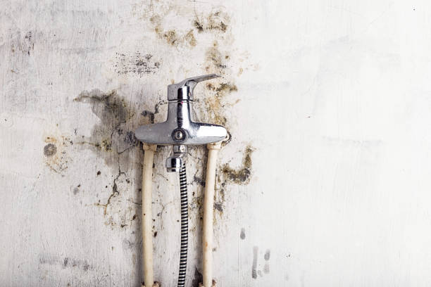 Best Same-Day Mold Removal  in Desert Aire, WA