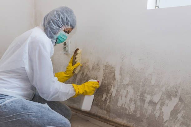 Best Toxic Mold Removal  in Desert Aire, WA