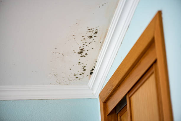 Best Mold Remediation  in Desert Aire, WA