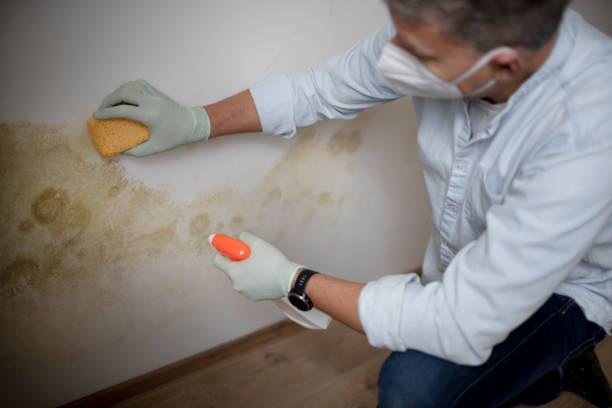 Best Best Mold Removal Companies  in Desert Aire, WA