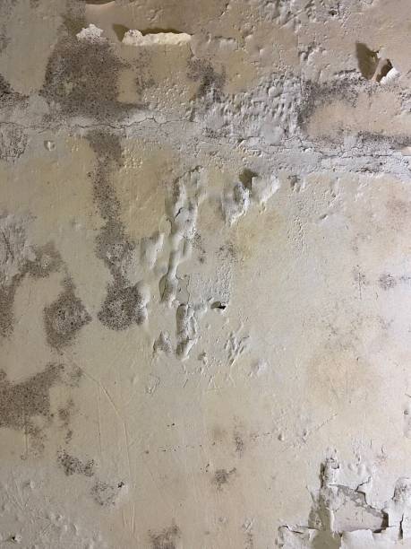 Attic Mold Removal in Desert Aire, WA